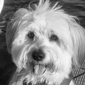 Meet your Posher, Troy